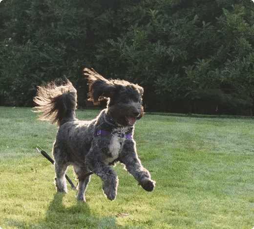 bernadoodle dog training