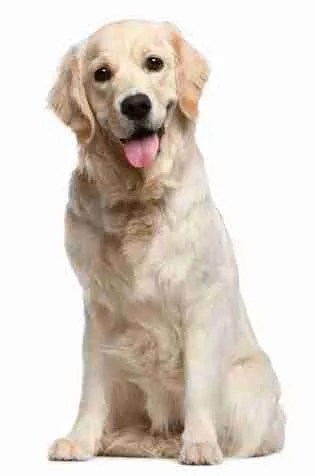 golden retriever dog trainer