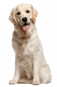golden retriever trainer professional certified dog trainer, holistic dog training, holistic dog trainer
