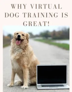 online dog training, virtual dog training