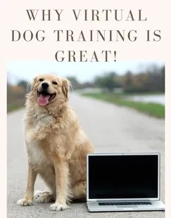 online dog training, virtual dog training
