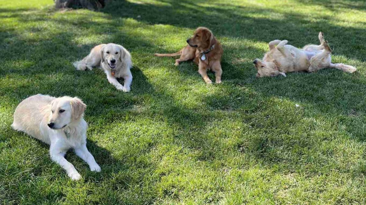 golden retrievers in a down stay