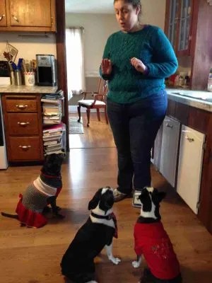 dog training mistakes, me training my dogs, real life dog training