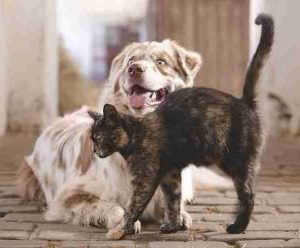 dog, cat, pets-5883275.jpg