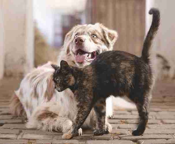 dog, cat, pets-5883275.jpg