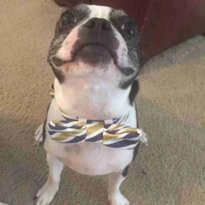 boston terrier, jackson