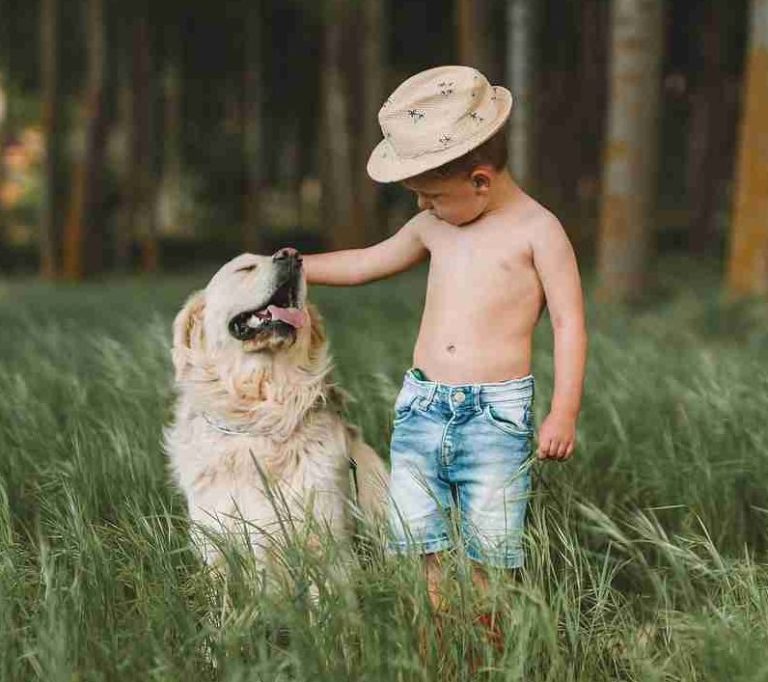 child, dog, field-6276604.jpg