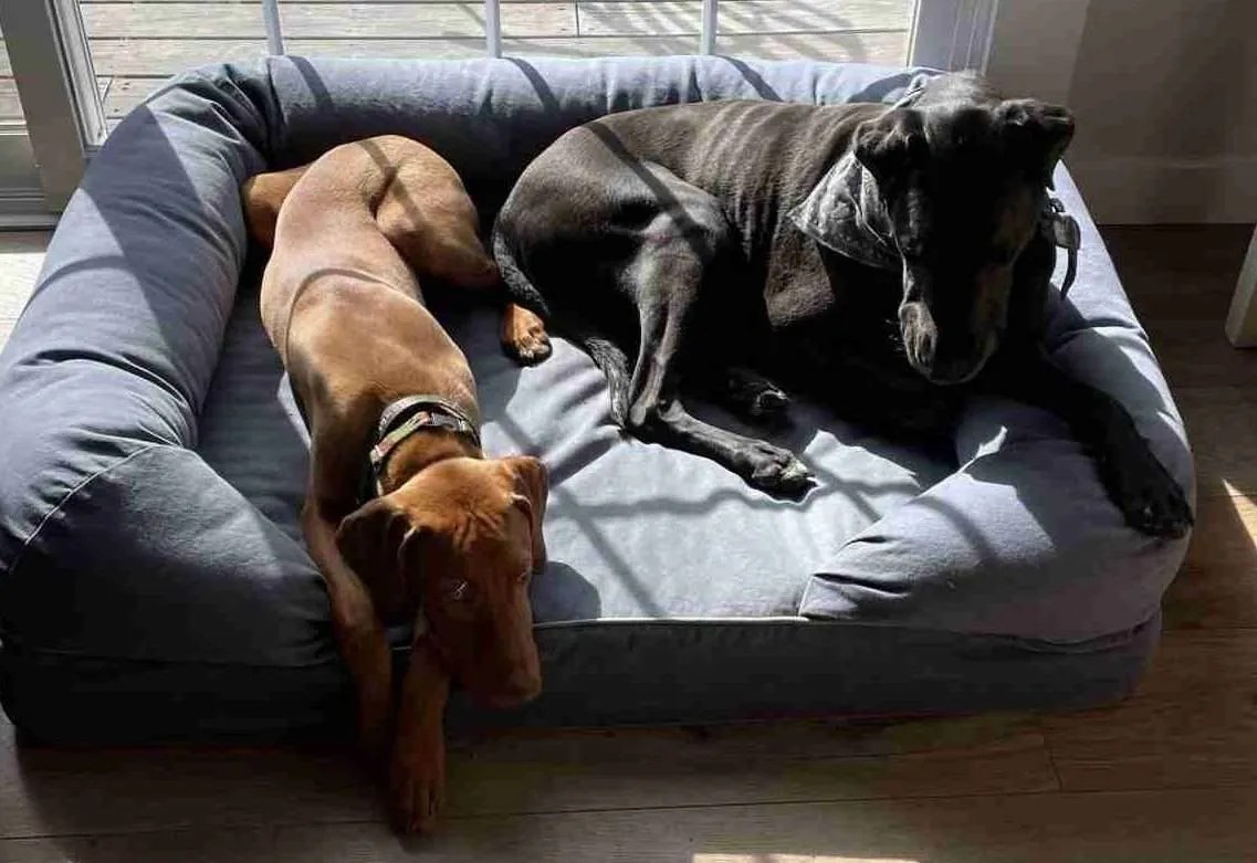 settle behavior, dogs calm, relaxed dogs, dogs laying down