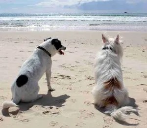dog, beach, pet-648170.jpg