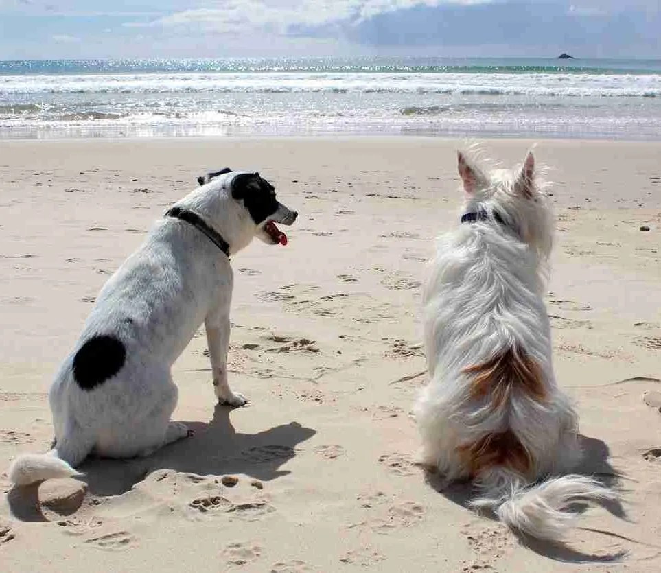 dog, beach, pet-648170.jpg