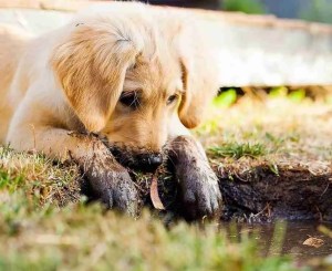 puppy, muddy puppy, puppy playing-5413165.jpg