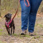 Lead the Way: Solutions to Stop Leash Pulling and Promote Harmonious Walks with Your Dog