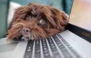 dog, containment, telework-4977599.jpg