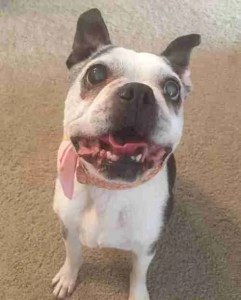 senior dog, older dog, boston terrier