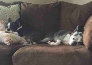 dogs on furniture, dogs on couch, boston terriers on couch
