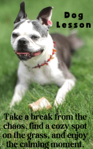 lessons i learned from my dog, abby dog lesson, boston terrier dog lesson