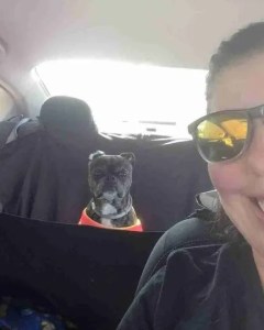 dog car ride, bugg dog, dog training, dog car training