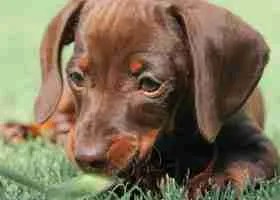 Puppy dachshund eating a leaf in green grass