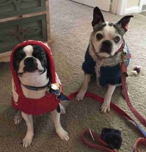 dog winter safety tips, canine safety tips, Boston terrier safety tips