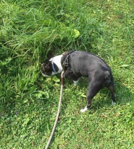 dog's sniffing, let them sniff, dog Enrichment, follow the dog nose