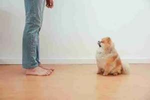 Cute Pomeranian dog sitting on wooden floor looking up at a barefoot man in jeans indoors.