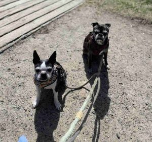 Senior Dogs, senior Boston terriers, navigating Life with Senior dogs