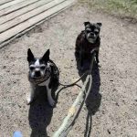 Embracing the Journey: Navigating Life with Senior Dogs