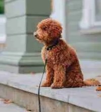 puppy house training, Charming brown poodle sitting on a porch with leash, perfect for pet lovers.