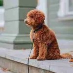 Mastering Puppy House Training: Effective Tips for Success
