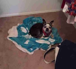 boston terrier